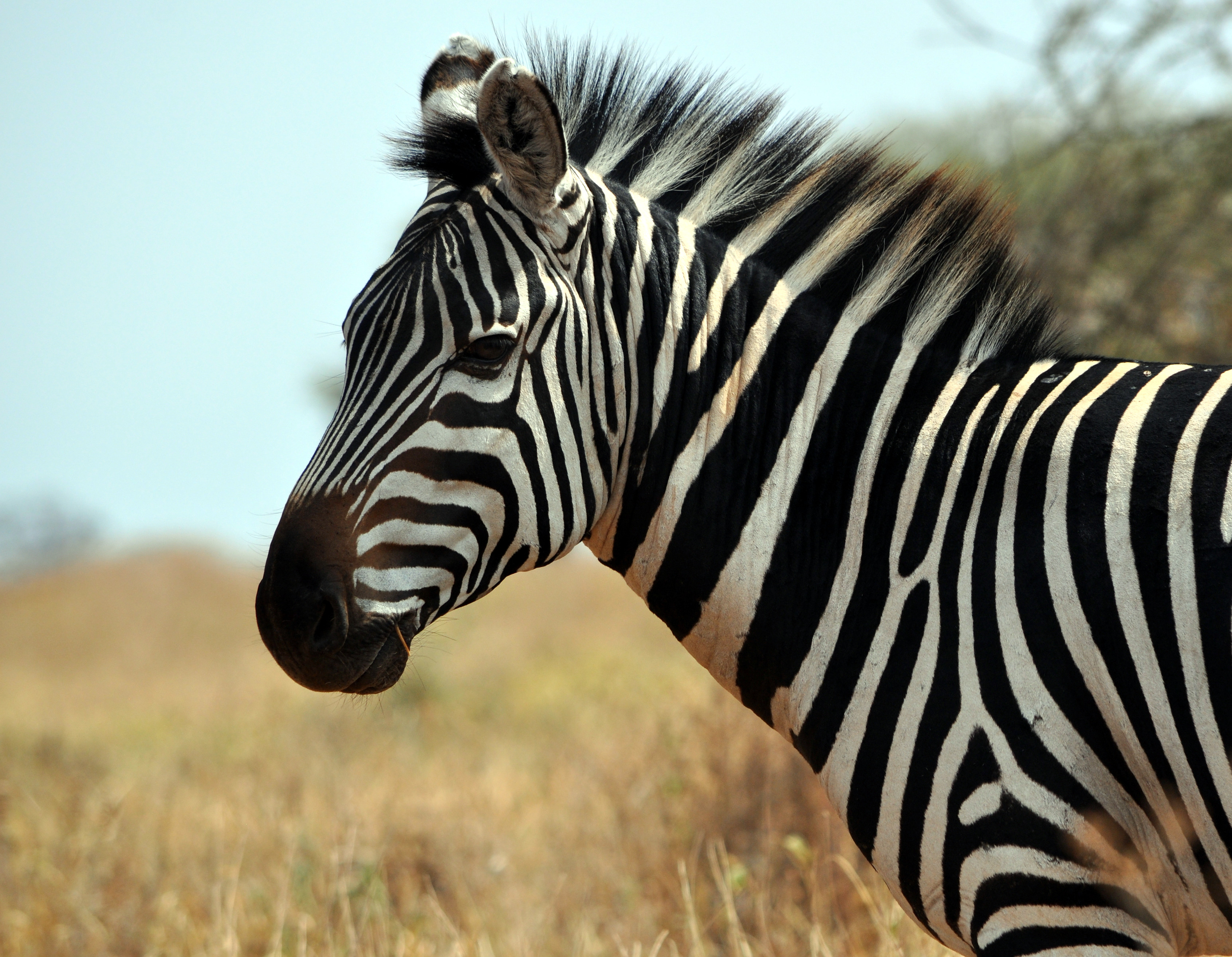 Biology Trip to Tanzania - July 2015